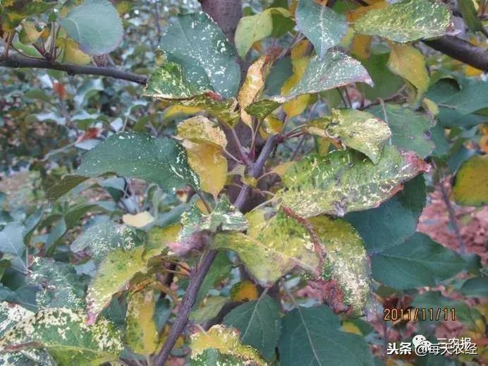 果树出现药害怎么补救,啶虫脒果树药害症状