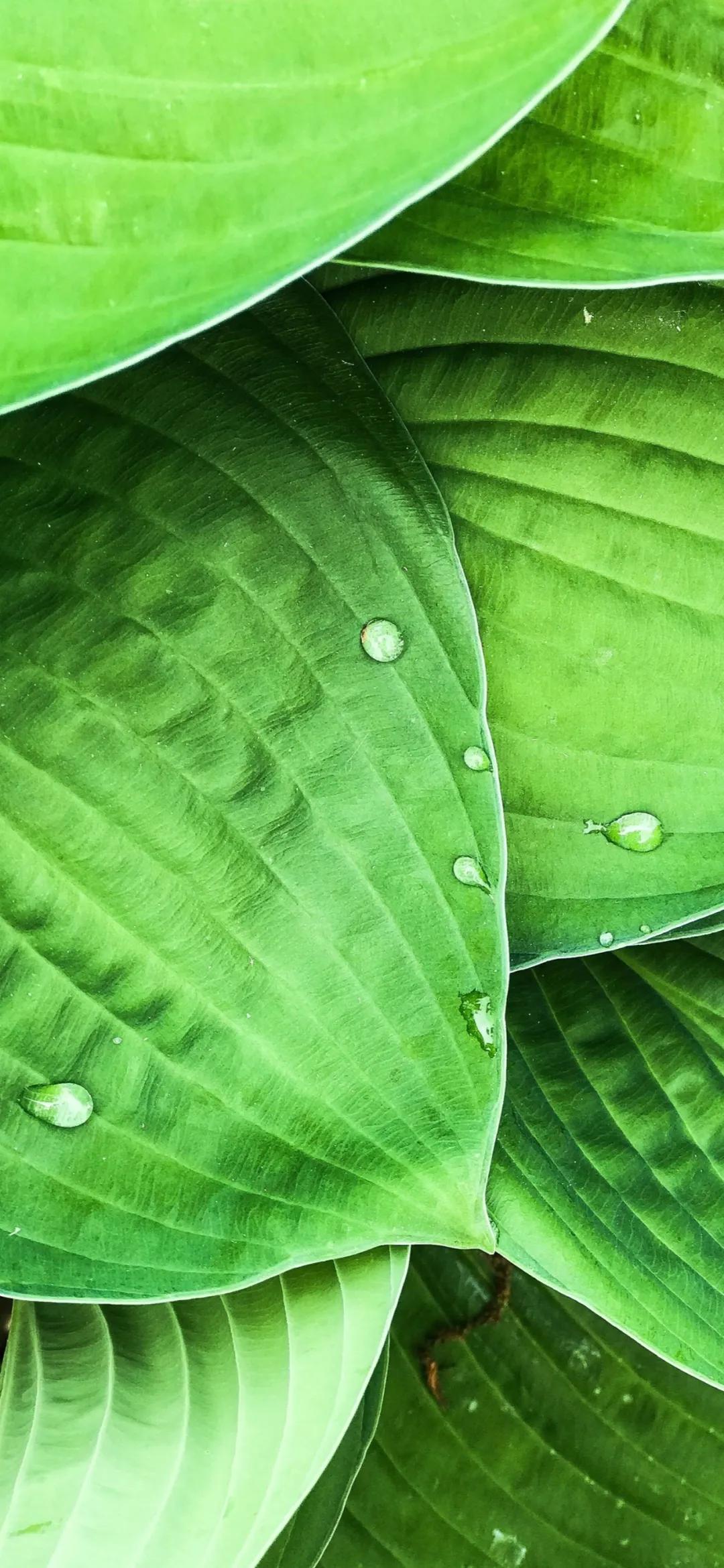 文艺素雅治愈植物手机壁纸,唯美治愈系手机壁纸植物