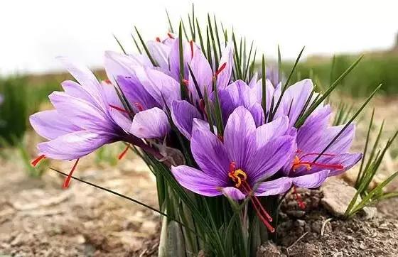 中国十大名贵稀有植物物种,全身是宝的名贵植物有哪些