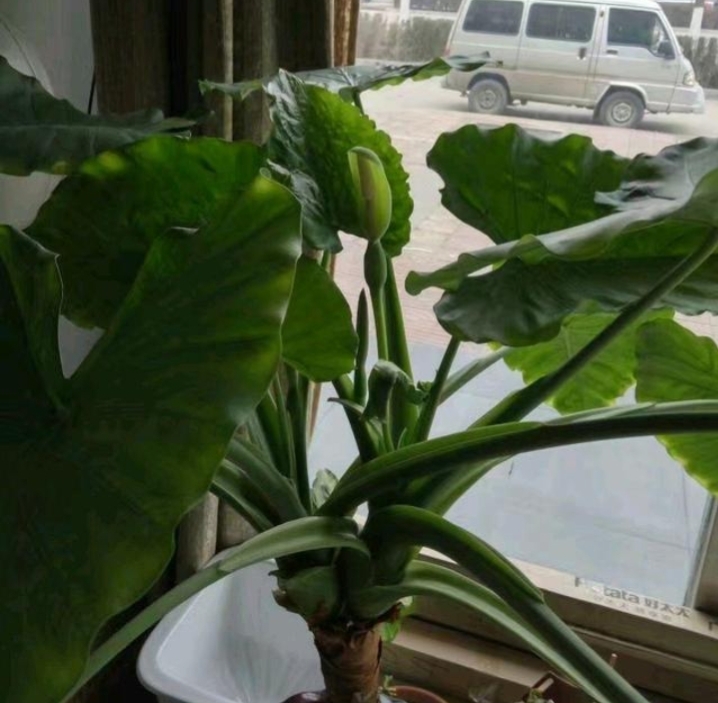 大绿叶花卉滴水观音,绿叶花卉滴水观音开花照片