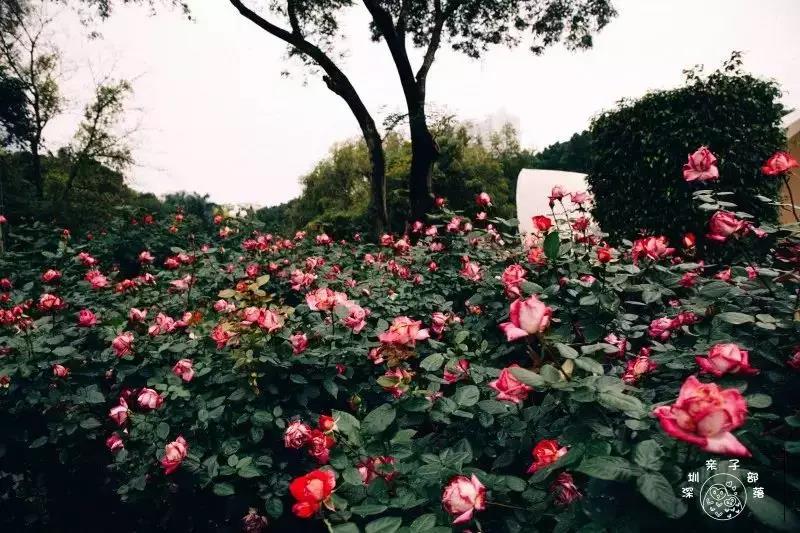 深圳遛娃50个必去的主题公园,深圳遛娃必去景点免费全部列表