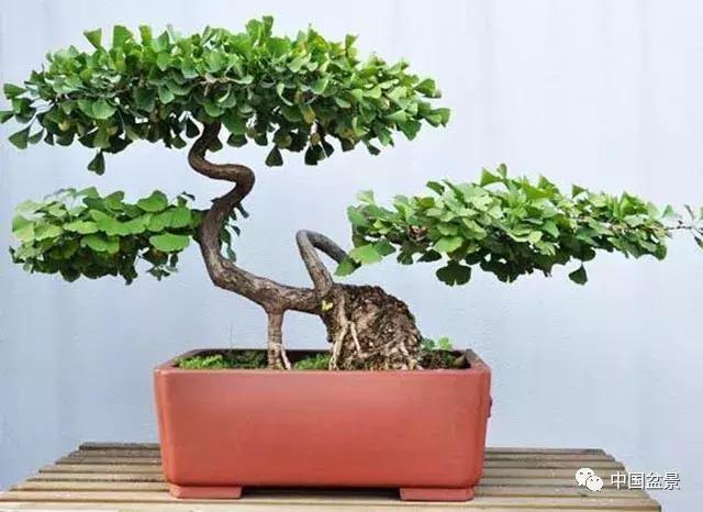 盆景植物最好养的,好养易活的盆景植物有哪些