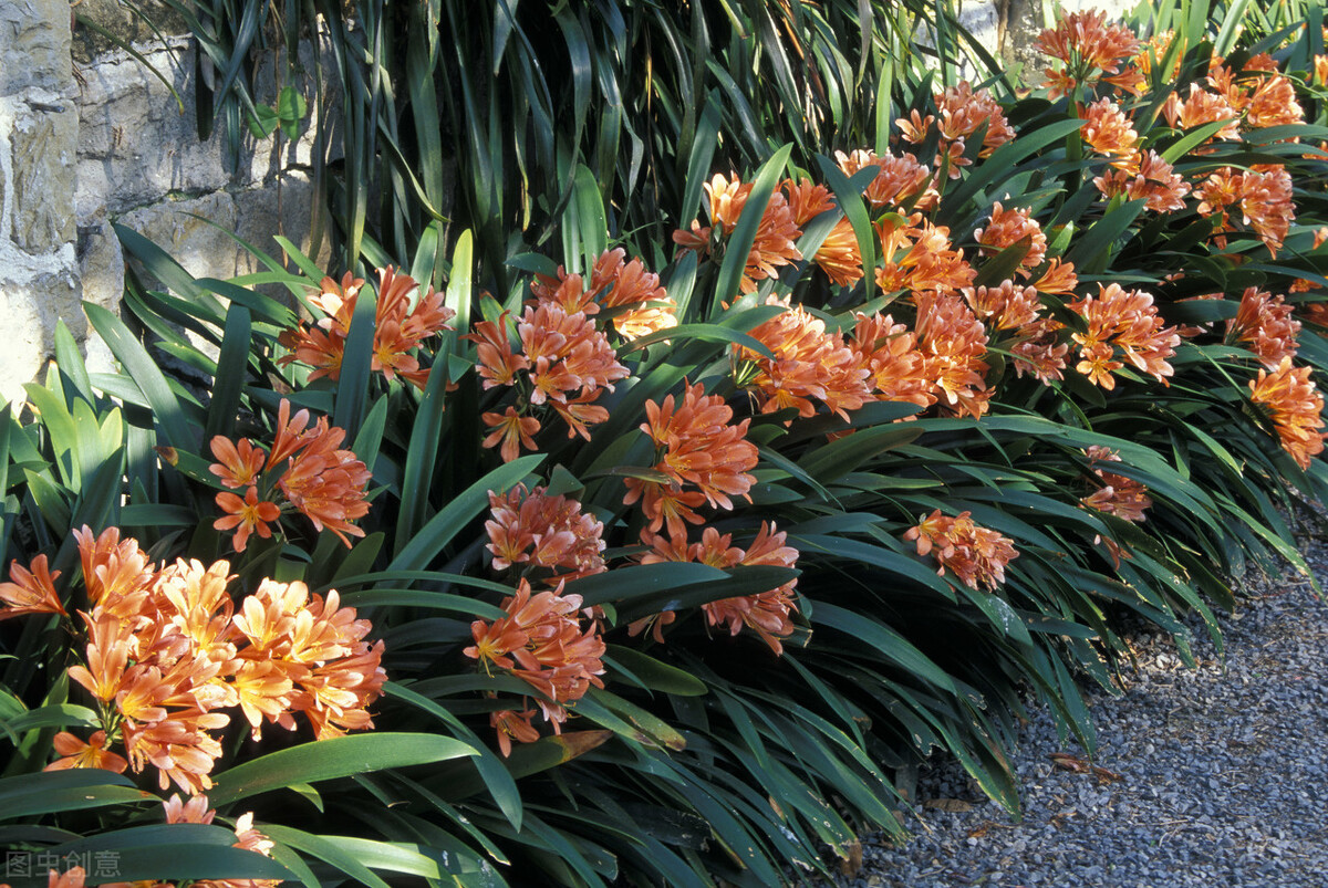 君子兰夏天的养殖方法和技巧,君子兰如何度夏最好养