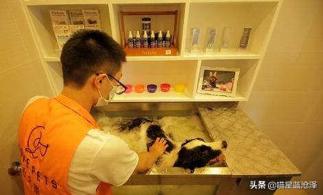 近来火热的宠物spa你知道吗？其实我们都错了，水疗是种医疗方式