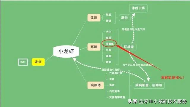 小龙虾五月瘟怎么引起的,小龙虾五月瘟怎么防治