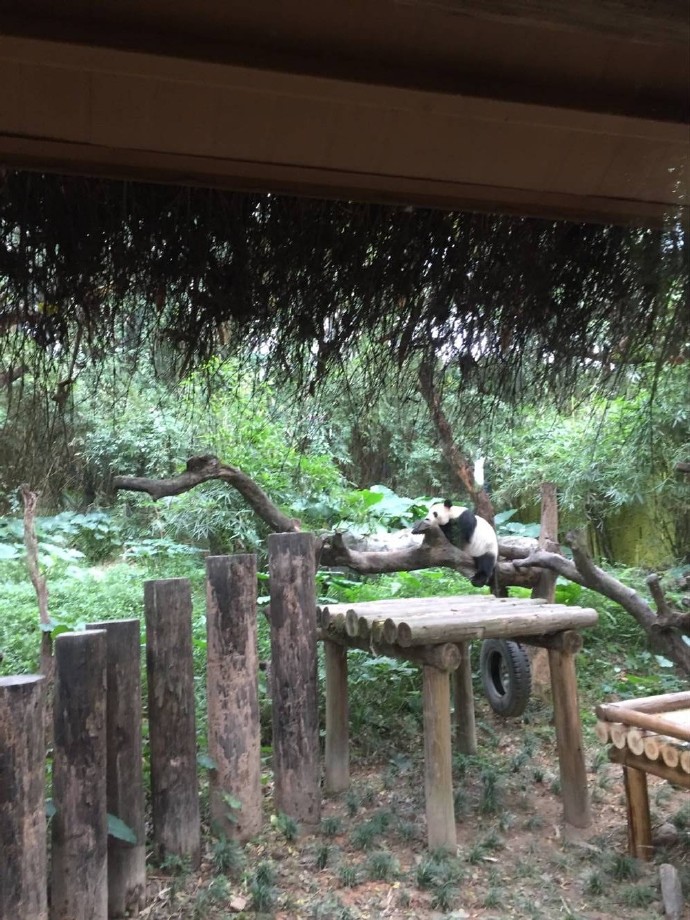 长隆野生动物园旅游攻略带娃,广州长隆动物园适合亲子游