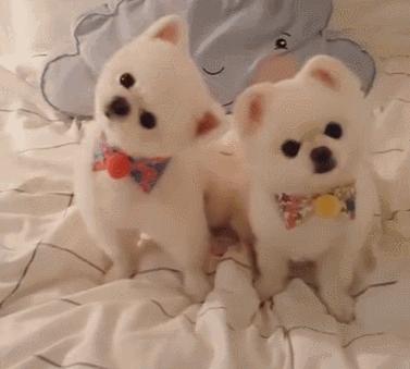 博美犬经常掉毛怎么办?铲屎官了解原因才好对症下药