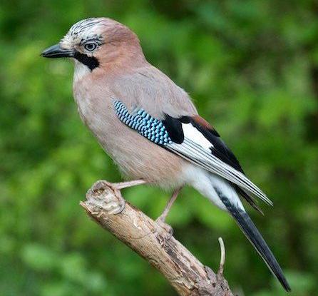 东江揽胜,惠州淡水常见鸟类图谱