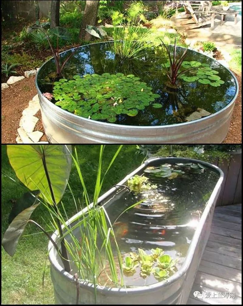 鱼缸五十种鱼,家庭鱼缸养什么鱼更容易存活