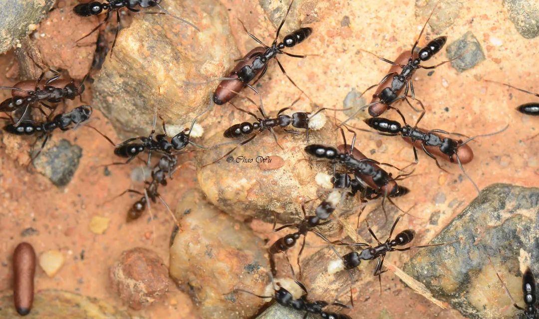 野外郊游怎样防蚊虫叮咬,夏季虫子叮咬科普视频