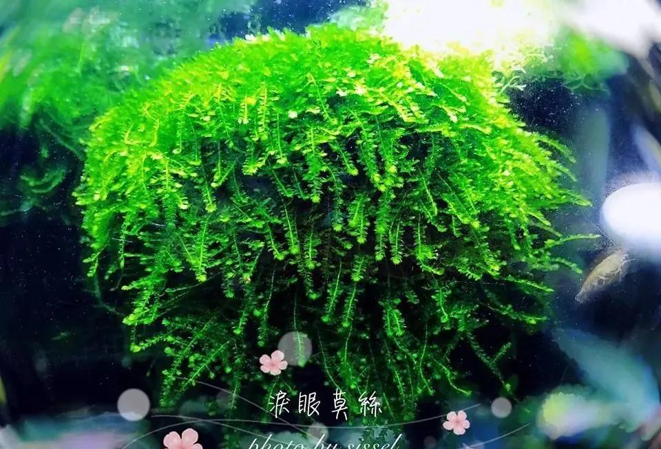 本色水景|教你认识——常见莫斯品种！水草造景学习