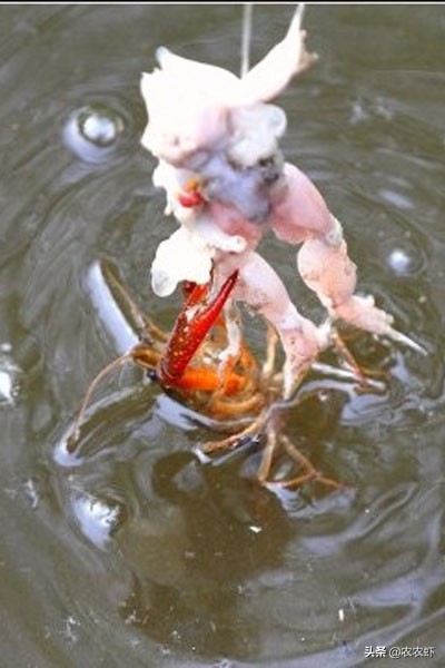 疫情呆在家里钓鱼,疫情期间无聊在家钓鱼