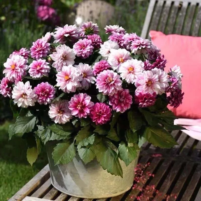 哪些花是开花机器,开花最香最好看繁殖能力还强的花