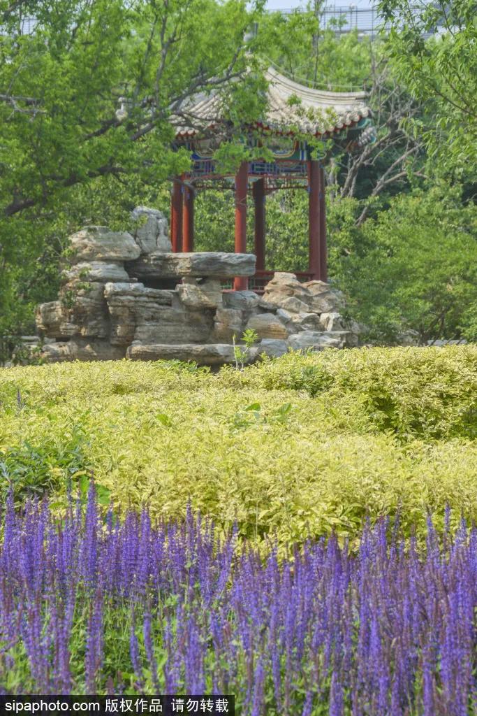 紫色花海免费版,紫色花海免费