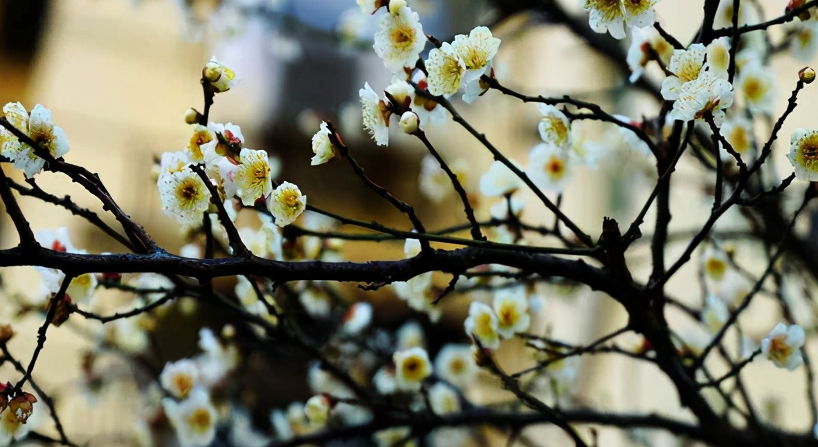 古人笔下丑女,古人笔下的丑女