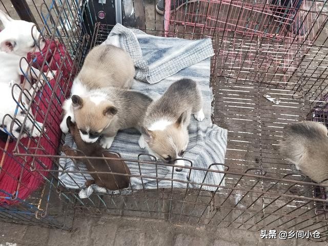 开封狗品种大全,开封狗市是中国最大的吗