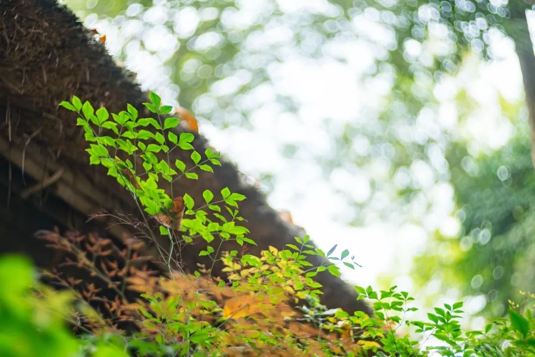 腹有诗书气自华语录,诗书气自华经典名句