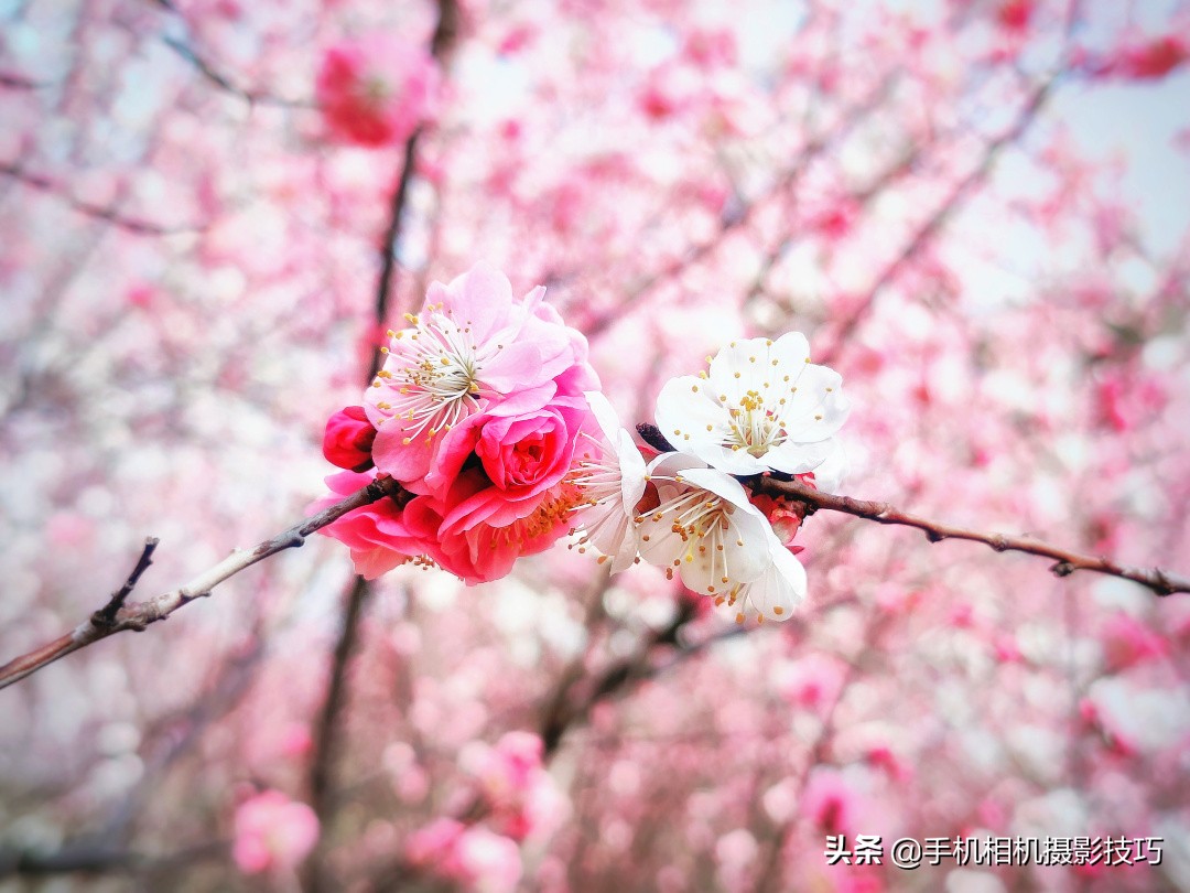 手机外挂长焦镜头真的有效果吗,手机里面的长焦镜头会伸缩吗