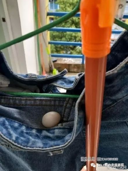 科学家如何观察植物,鸟类的研究方法