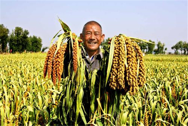 谷子生产技术指南,谷子机械化种植全过程视频