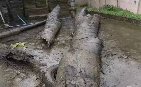 四川出土金丝楠阴沉木,金丝楠阴沉木出土现场