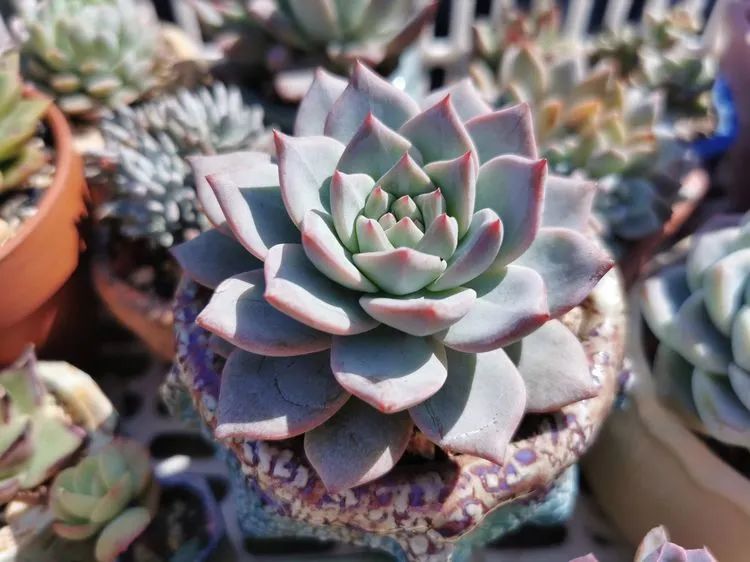 我和多肉,我与多肉