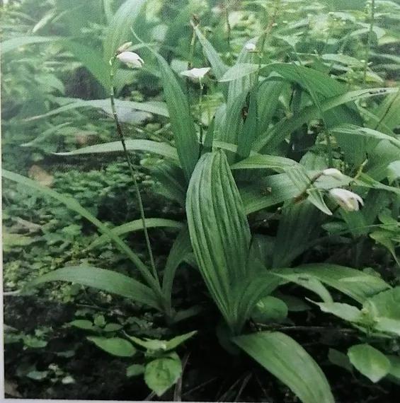 收敛止血的中成药有哪些,止血收敛的药有哪些