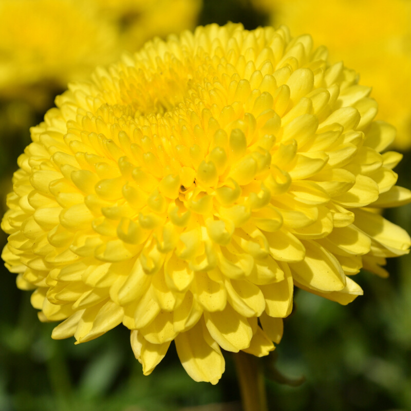 花寓意送花指南,送什么花寓意前程似锦