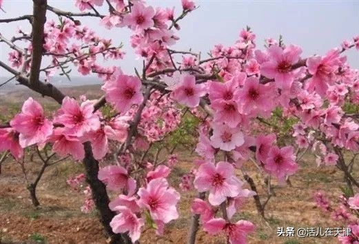 大“疫”灭清，天津2020赏花地图上线！