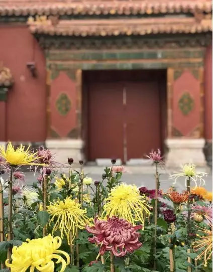 都闪开！这才是最牛逼的菊花宝典