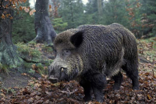 农村野猪有什么办法让它消失,山上野猪泛滥的方法