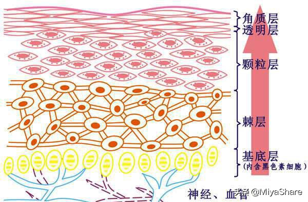 帮助护肤品吸收,帮助皮肤代谢的护肤品