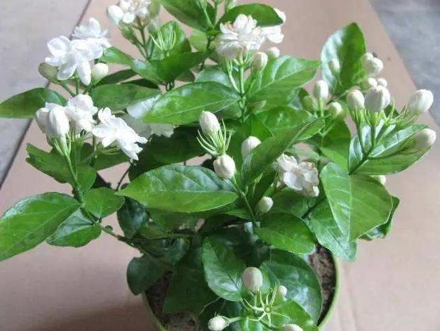 茉莉花春季修剪细弱枝还是粗壮枝,茉莉花上什么肥能让枝干粗壮