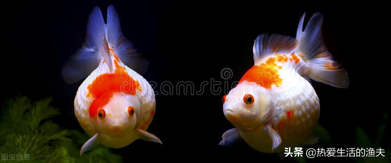 小金鱼好养吗养金鱼三大禁忌,小金鱼的饲养方法与日常护理