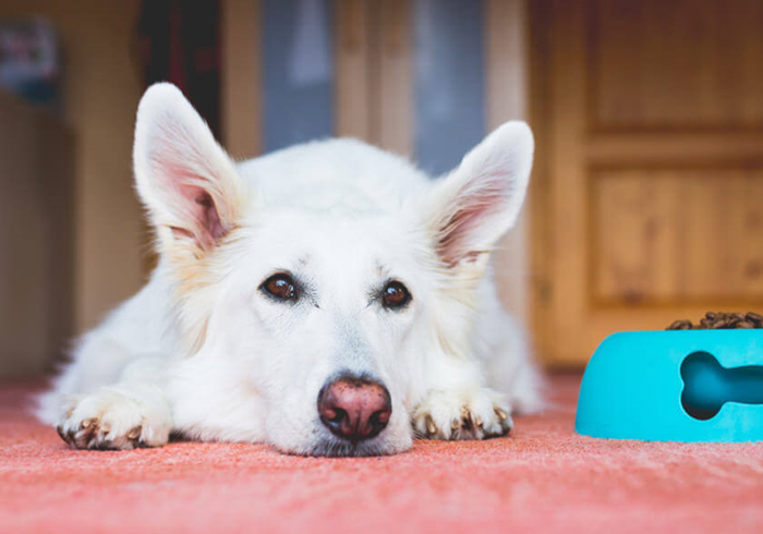 犬蛋白丢失性肠炎是什么引起的,犬蛋白丢失性肠炎