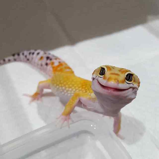 豹纹守宫尾巴扎破了一点点,豹纹守宫掉几次尾巴就不长了