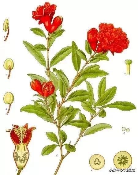 石榴传奇,石榴早在2000多年前经过丝绸之路