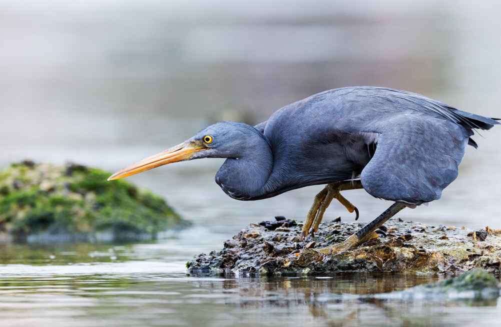 东江揽胜,惠州淡水常见鸟类图谱
