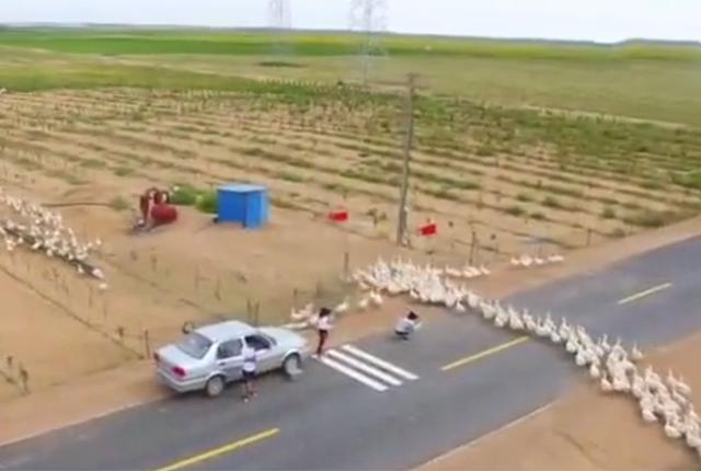 养种鹅下蛋为啥不挣钱,沙漠引进2000只大鹅除杂草