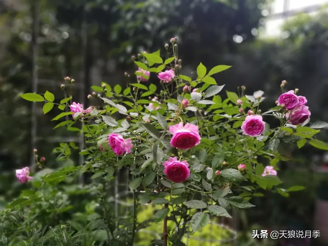 月季春季第一波花要不要剪,月季春季第一波花开后嫁接