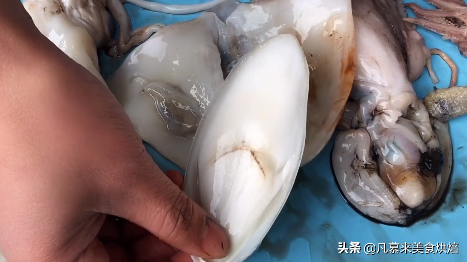 八爪鱼鱿鱼墨鱼海兔哪种好吃,鱿鱼海兔墨鱼八爪鱼区别