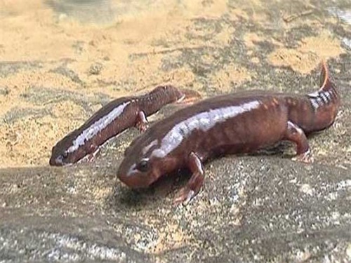 养殖娃娃鱼属于什么品种,娃娃鱼养殖描述