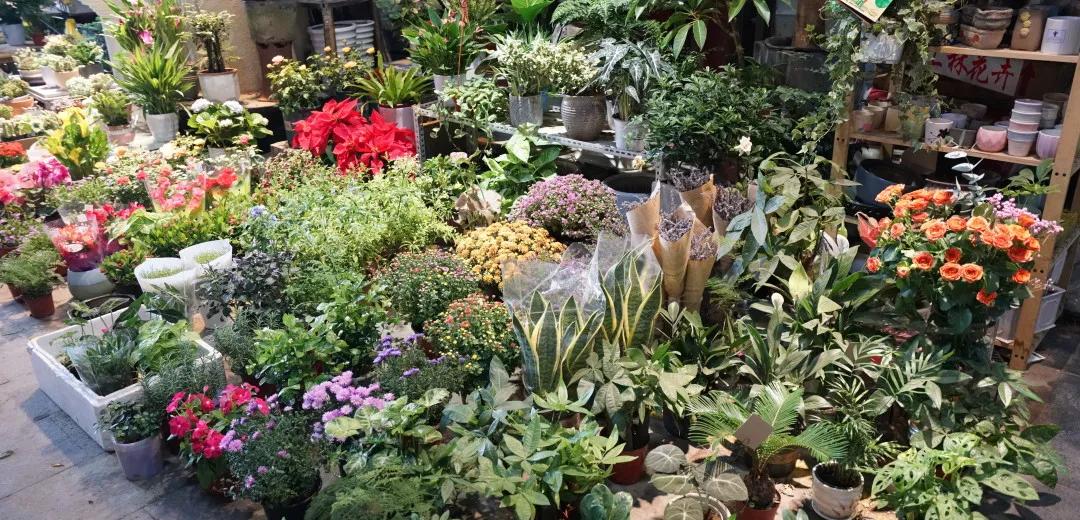 花卉市场晚上营业,今天的花卉市场