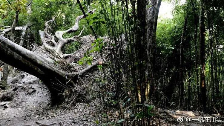 蚂蝗为什么被称为吸血鬼,山蚂蝗的惊悚故事