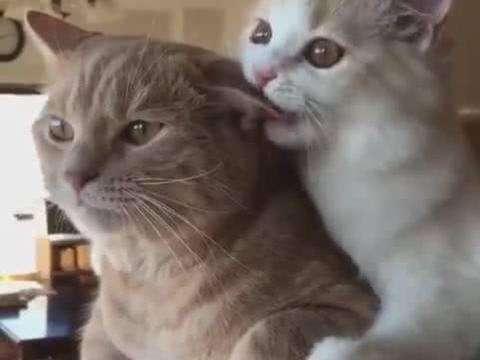 为什么猫咪会踩脚印呢,为什么猫咪会踩来踩去的