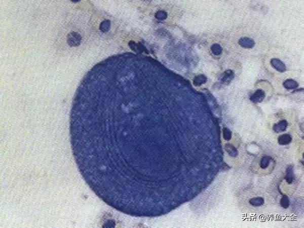 疾病小课堂第二弹——观赏鱼疾病