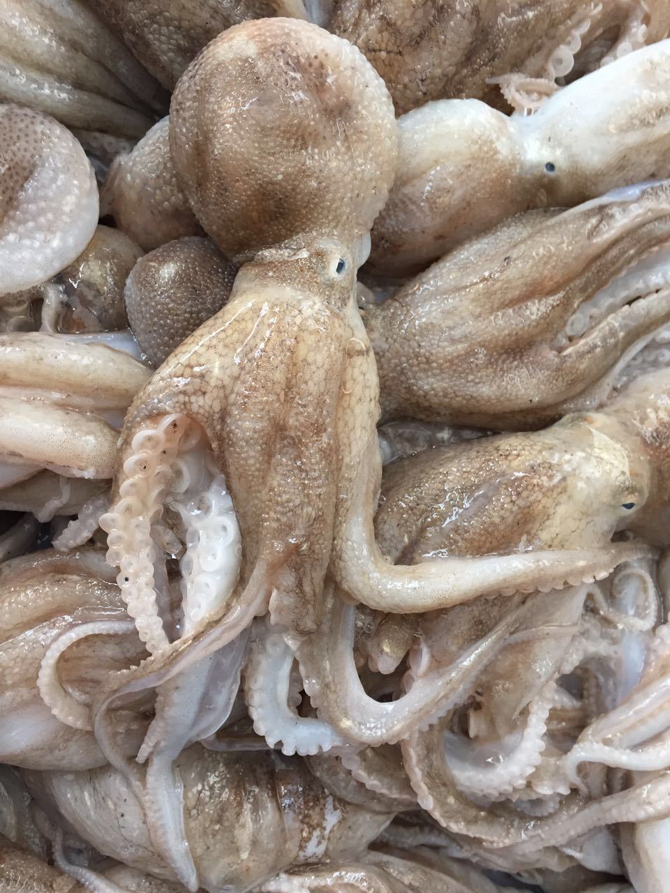 渤海湾野生海鲜图片,渤海湾海鲜为什么好