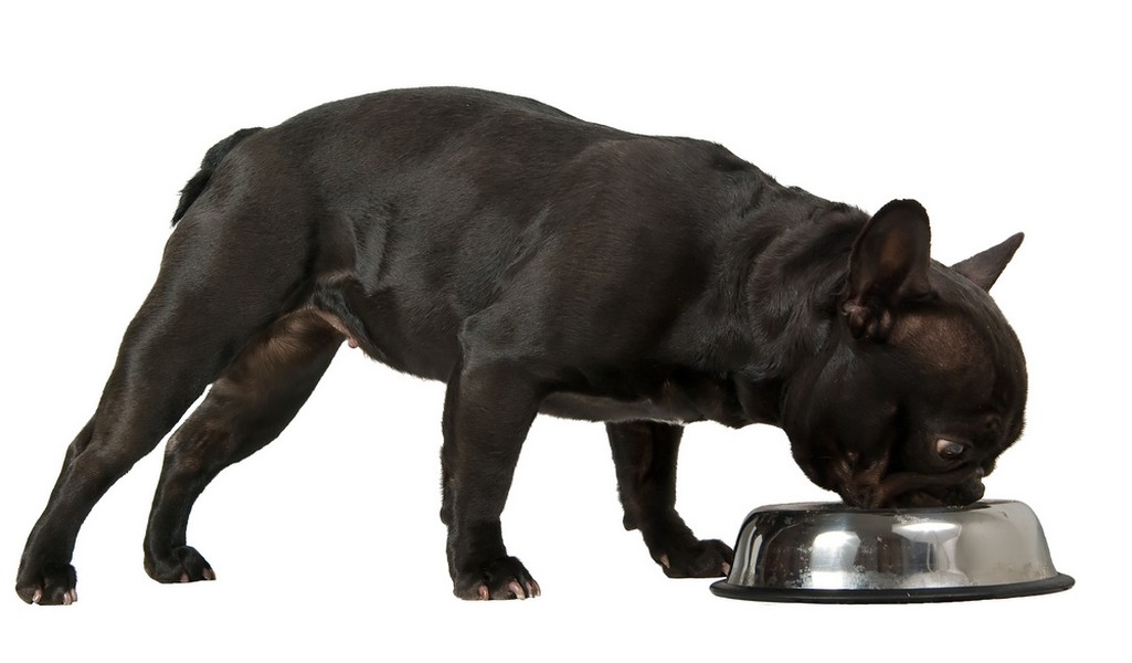 法国斗牛犬品种简介,狗狗品种法国斗牛犬