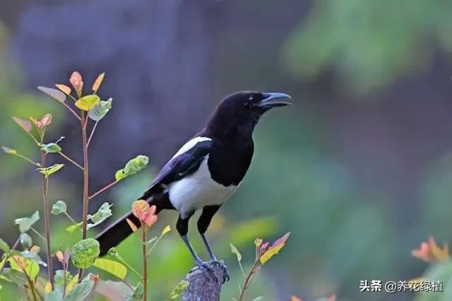 腊八遇大寒喜鹊对唱,腊八遇冬至喜鹊唱山歌