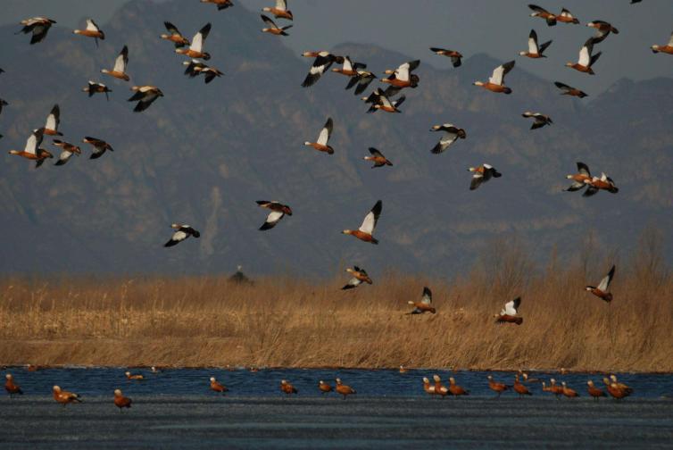 北京到江西婺源自驾游攻略,北京出发贵州自驾游最佳攻略